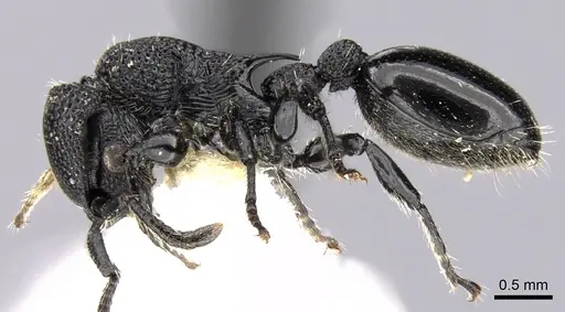 Procryptocerus eladio specimen CASENT0280782 image casent0280782_3