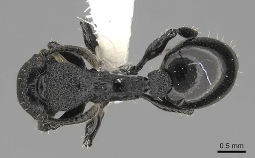 Procryptocerus eladio specimen LACMENT140642 image lacment140642_1