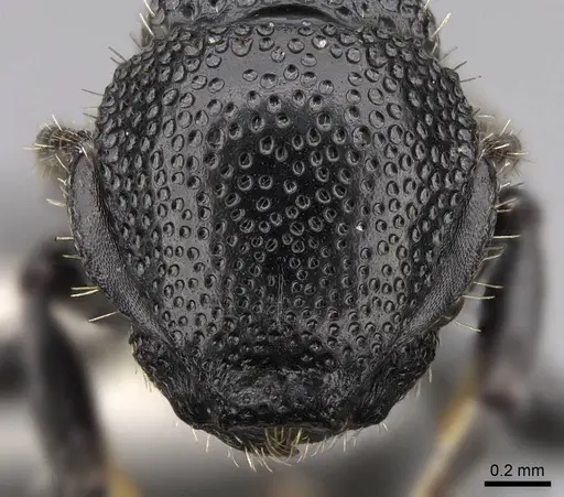 Procryptocerus eladio specimen LACMENT140642 image lacment140642_2