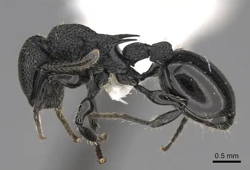 Procryptocerus eladio specimen LACMENT140642 image lacment140642_3