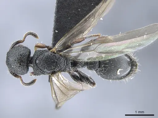 Procryptocerus elegans specimen UFV-LABECOL-007279 image ufv-labecol-007279_1