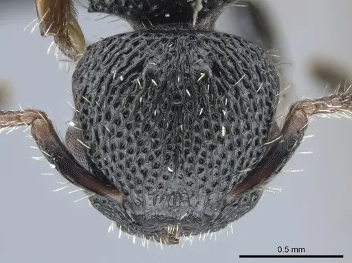 Procryptocerus elegans specimen UFV-LABECOL-007279 image ufv-labecol-007279_2