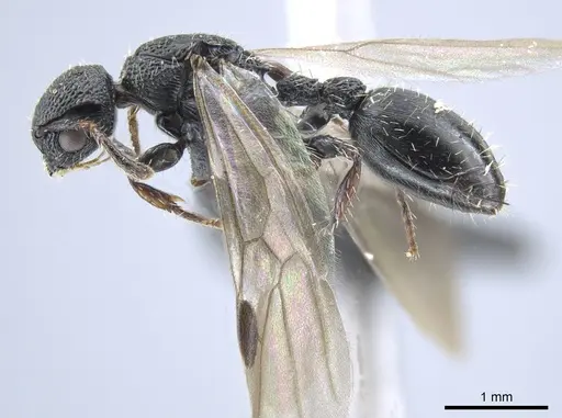 Procryptocerus elegans specimen UFV-LABECOL-007279 image ufv-labecol-007279_3