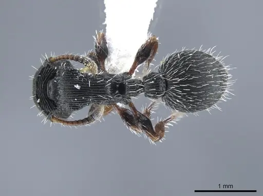 Procryptocerus ferreri specimen CASENT0651706 image casent0651706_1