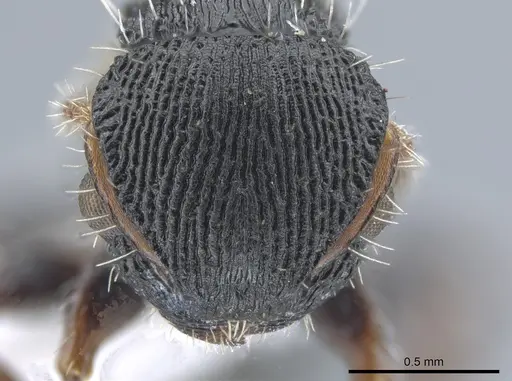 Procryptocerus ferreri specimen CASENT0651706 image casent0651706_2