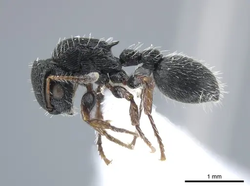 Procryptocerus ferreri specimen CASENT0651706 image casent0651706_3