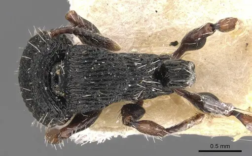 Procryptocerus ferreri specimen CASENT0909246 image casent0909246_1