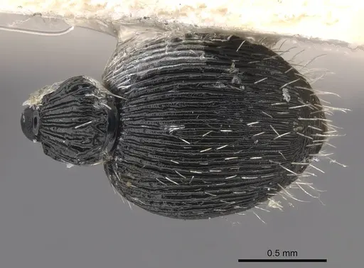 Procryptocerus ferreri specimen CASENT0909246 image casent0909246_2