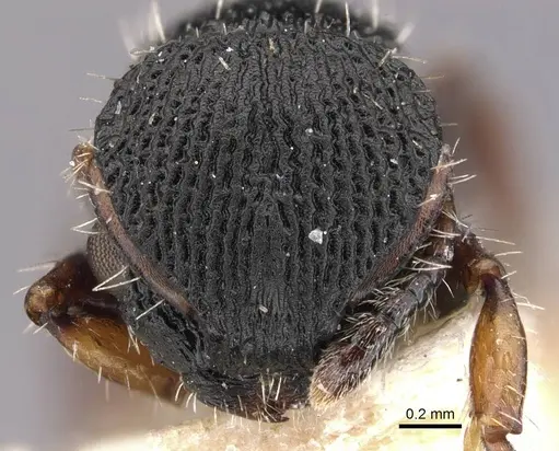 Procryptocerus ferreri specimen CASENT0909246 image casent0909246_3