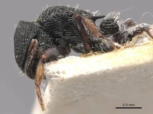 Procryptocerus ferreri specimen CASENT0909246 image casent0909246_4