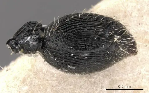 Procryptocerus ferreri specimen CASENT0909246 image casent0909246_5
