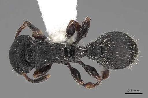Procryptocerus ferreri specimen CASENT0922619 image casent0922619_1