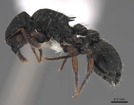 Procryptocerus ferreri specimen CASENT0922619 image casent0922619_3