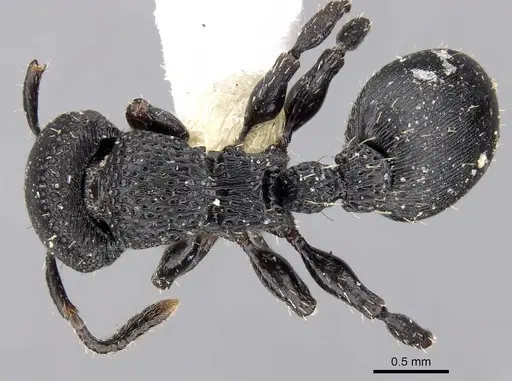 Procryptocerus goeldii specimen CASENT0280795 image casent0280795_1