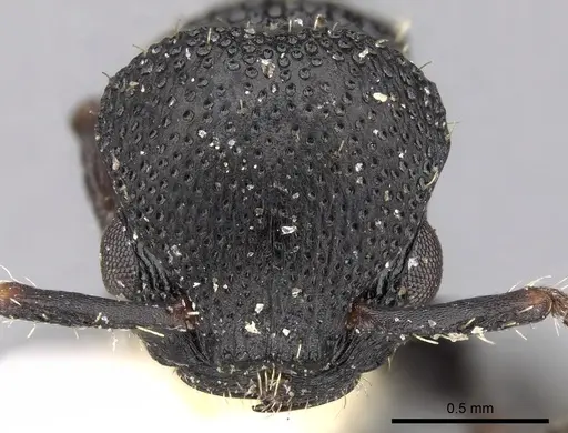 Procryptocerus goeldii specimen CASENT0280795 image casent0280795_2