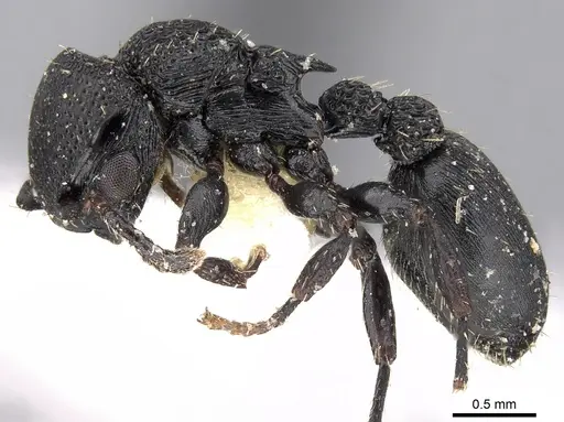 Procryptocerus goeldii specimen CASENT0280795 image casent0280795_3