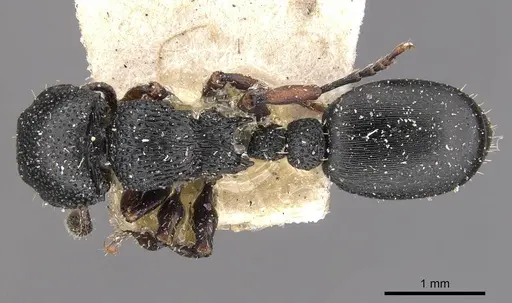 Procryptocerus goeldii specimen CASENT0909247 image casent0909247_1