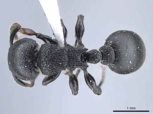 Procryptocerus goeldii specimen UFV-LABECOL-000631 image ufv-labecol-000631_1