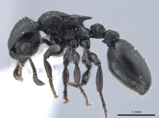 Procryptocerus goeldii specimen UFV-LABECOL-000631 image ufv-labecol-000631_3