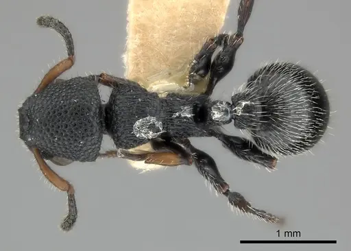 Procryptocerus hirsutus specimen CASENT0217916 image casent0217916_1