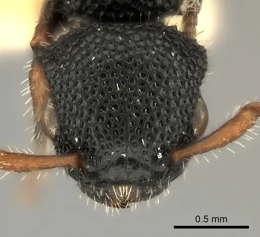 Procryptocerus hirsutus specimen CASENT0217916 image casent0217916_2