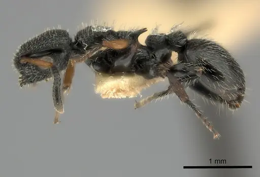 Procryptocerus hirsutus specimen CASENT0217916 image casent0217916_3