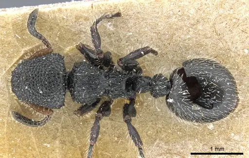 Procryptocerus hirsutus specimen CASENT0904896 image casent0904896_1