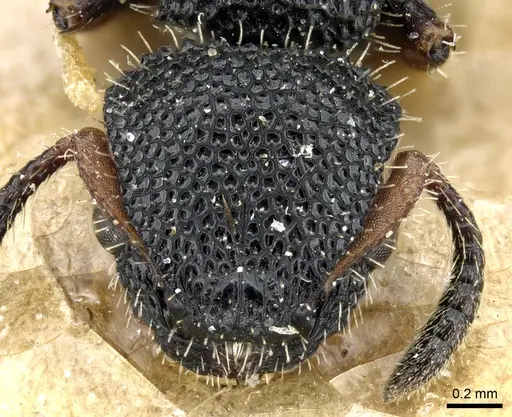 Procryptocerus hirsutus specimen CASENT0904896 image casent0904896_2
