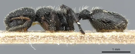 Procryptocerus hirsutus specimen CASENT0904896 image casent0904896_3