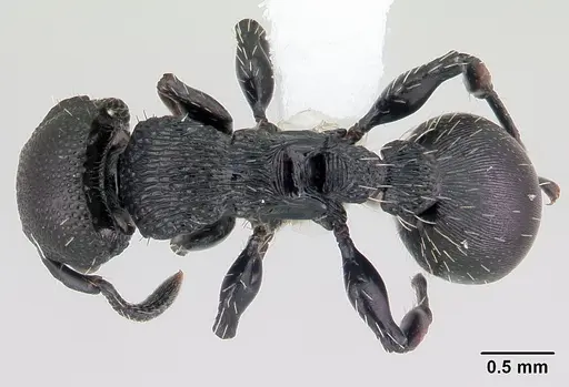 Procryptocerus hylaeus specimen CASENT0178095 image casent0178095_1