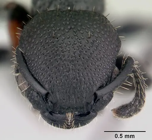 Procryptocerus hylaeus specimen CASENT0178095 image casent0178095_2