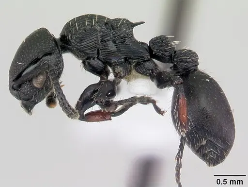 Procryptocerus hylaeus specimen CASENT0178095 image casent0178095_3