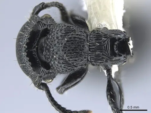 Procryptocerus hylaeus specimen CASENT0633450 image casent0633450_1