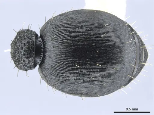 Procryptocerus hylaeus specimen CASENT0633450 image casent0633450_2