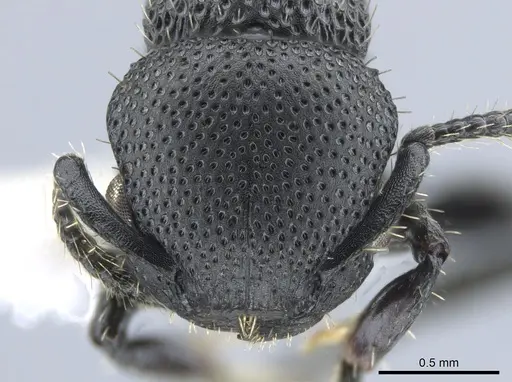 Procryptocerus hylaeus specimen CASENT0633450 image casent0633450_3
