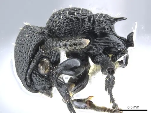 Procryptocerus hylaeus specimen CASENT0633450 image casent0633450_4