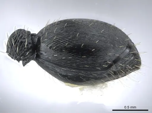 Procryptocerus hylaeus specimen CASENT0633450 image casent0633450_5