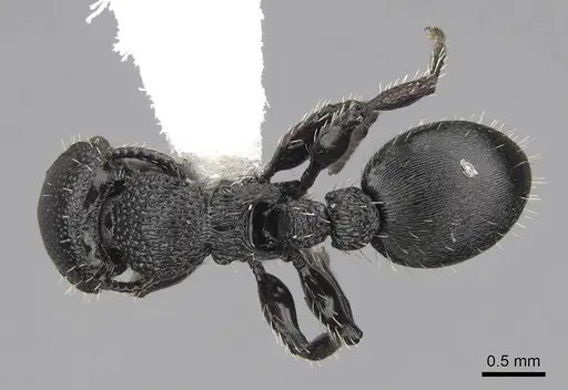 Procryptocerus hylaeus specimen CASENT0922620 image casent0922620_1