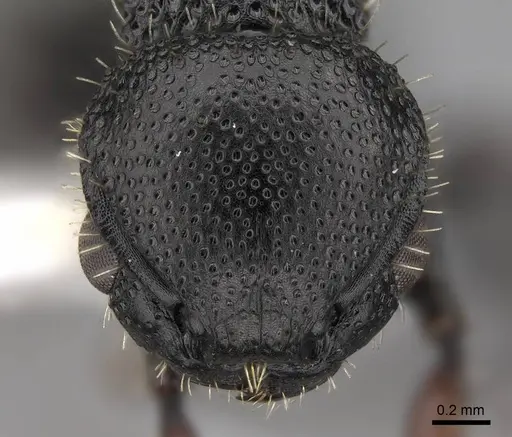 Procryptocerus hylaeus specimen CASENT0922620 image casent0922620_2