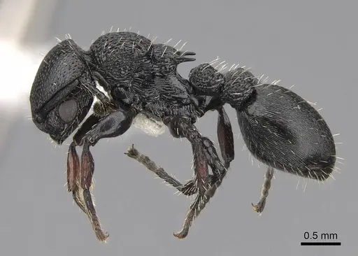 Procryptocerus hylaeus specimen CASENT0922620 image casent0922620_3