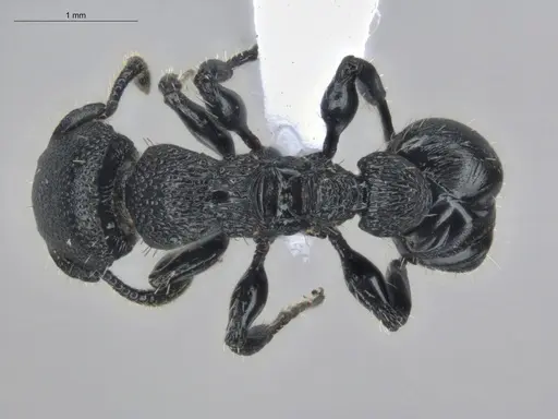 Procryptocerus hylaeus specimen ECOFOG-BUG-1737-08 image ecofog-bug-1737-08_1
