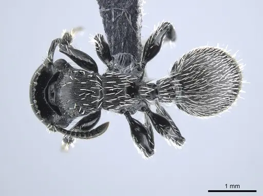 Procryptocerus impressus specimen CASENT0651704 image casent0651704_1