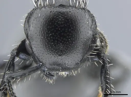 Procryptocerus impressus specimen CASENT0651704 image casent0651704_2