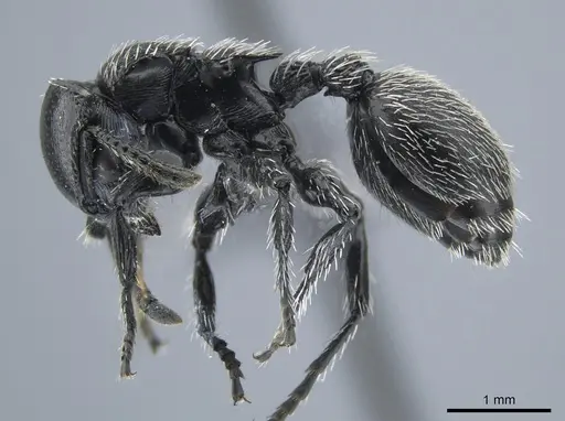 Procryptocerus impressus specimen CASENT0651704 image casent0651704_3