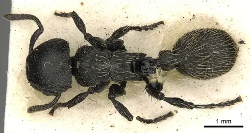 Procryptocerus impressus specimen CASENT0900226 image casent0900226_1