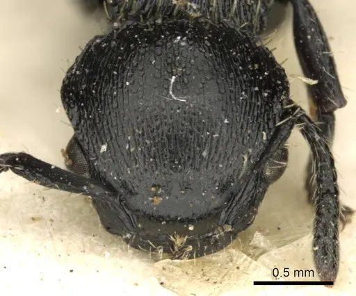 Procryptocerus impressus specimen CASENT0900226 image casent0900226_2