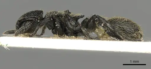 Procryptocerus impressus specimen CASENT0900226 image casent0900226_3