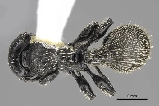 Procryptocerus impressus specimen CASENT0914488 image casent0914488_1