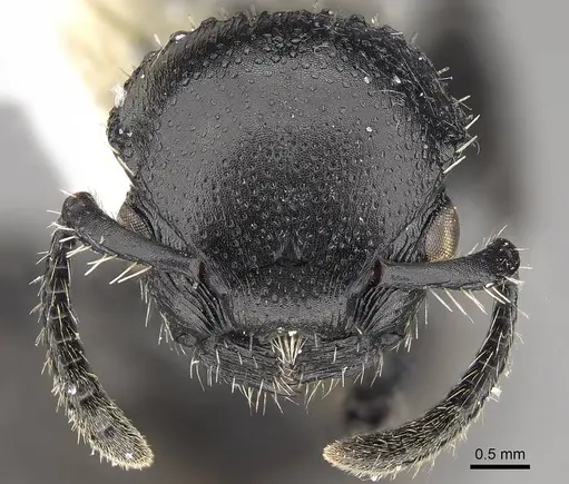 Procryptocerus impressus specimen CASENT0914488 image casent0914488_2