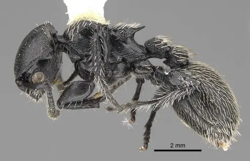 Procryptocerus impressus specimen CASENT0914488 image casent0914488_3